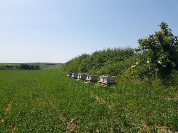 Bienen-am-Feld-Niederoesterreich
